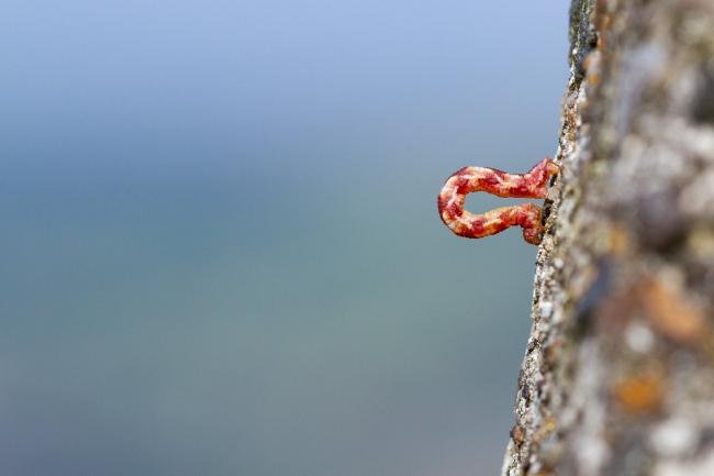 Narrow-winged Pug (Eupithecia nanata), larval, N/A. Knitsley Fell, 31-08-2024. Copyright Christopher Blakey.