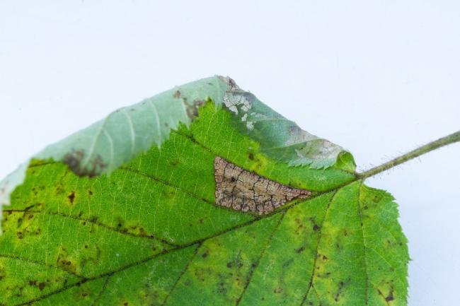 Parornix devoniella, larval, N/A. Edmondsley Wood, 19-10-2024. Copyright Christopher Blakey.