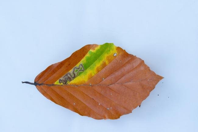 Stigmella tityrella, larval, N/A. Waldridge Fell, 31-10-2024. Copyright Christopher Blakey.