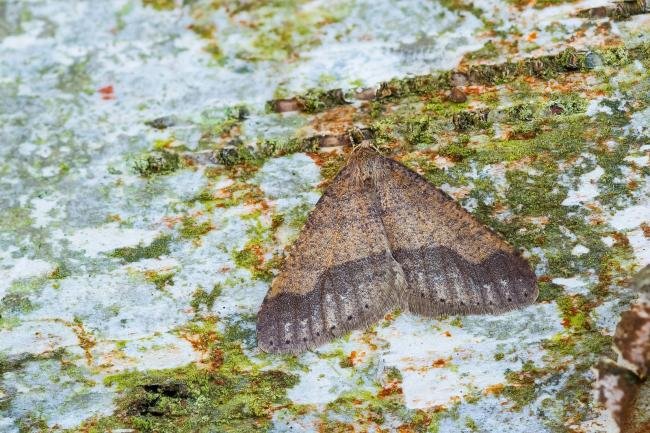 Dotted Border (Agriopis marginaria), adult, male. Black Plantation, 06-02-2025. Copyright Christopher Blakey.