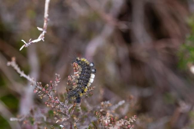Dark Tussock (Dicallomera fascelina), larval. Muggleswick Common, 26-04-2025. Copyright Christopher Blakey.
