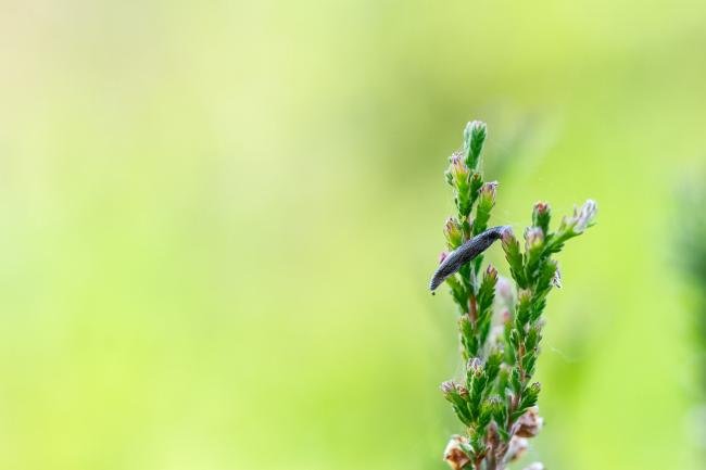 Coleophora pyrrhulipennella, case. Waldridge Fell, 30-04-2025. Copyright Christopher Blakey.