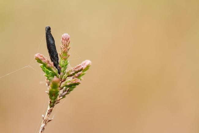 Coleophora pyrrhulipennella, case. Knitsley Fell, 12-05-2025. Copyright Christopher Blakey.