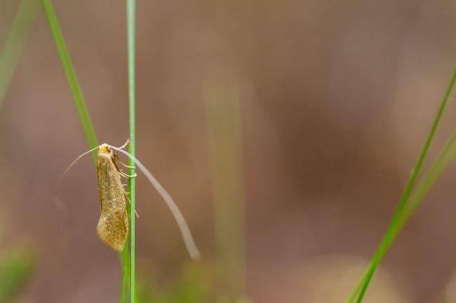Nematopogon swammerdamella, adult. Knitsley Fell, 12-05-2025. Copyright Christopher Blakey.