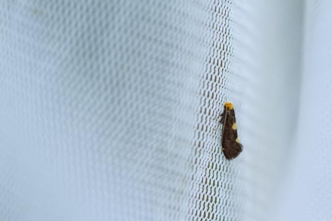 Incurvaria oehlmanniella, adult. Knitsley Fell, 12-05-2025. Copyright Christopher Blakey.