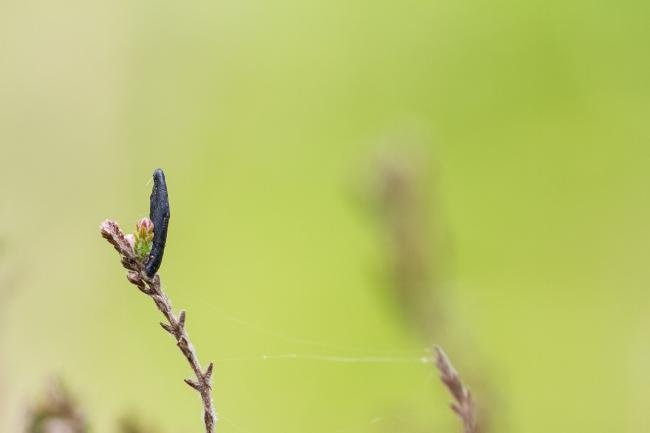Coleophora pyrrhulipennella, case. Knitsley Fell, 12-05-2025. Copyright Christopher Blakey.