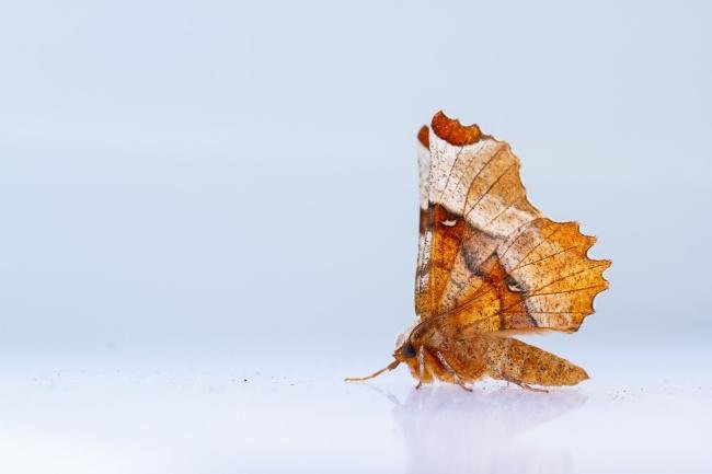 Lunar Thorn (Selenia lunularia), adult. West Moor Plantation, 13-05-2025. Copyright Christopher Blakey.
