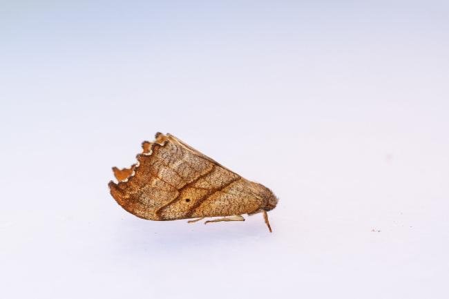 Scalloped Hook-tip (Falcaria lacertinaria), adult. West Moor Plantation, 13-05-2025. Copyright Christopher Blakey.