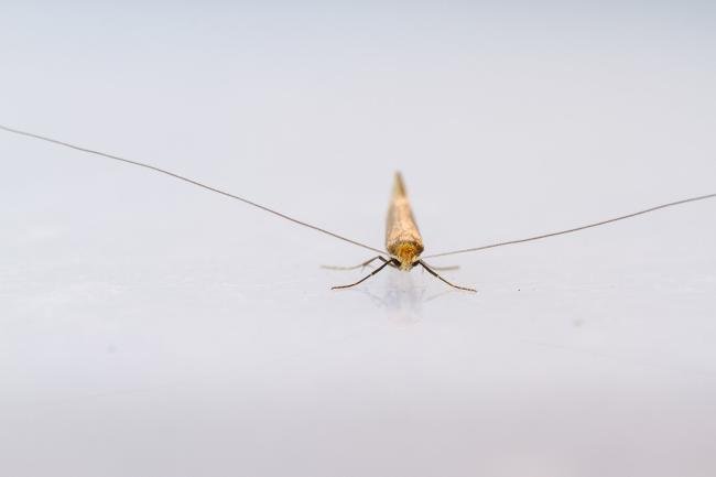 Nematopogon swammerdamella, adult. West Moor Plantation, 13-05-2025. Copyright Christopher Blakey.