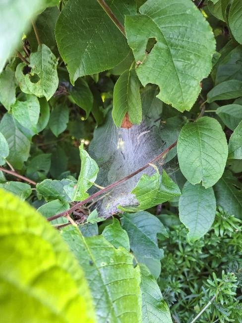 Bird-cherry Ermine (Yponomeuta evonymella), larval web. Hardwick Park, 19-05-2025. Copyright Christopher Blakey.