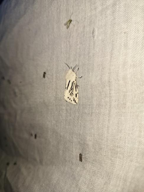 White Ermine (Spilosoma lubricipeda), adult. Hardwick Park, 19-05-2025. Copyright Christopher Blakey.