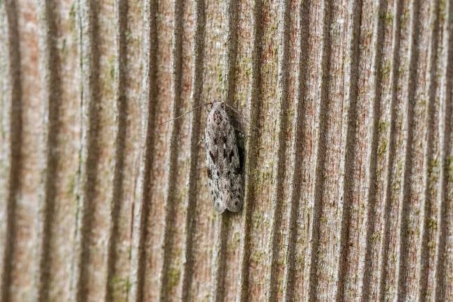 Carpatolechia proximella, adult. Felledge, 22-05-2025. Copyright Christopher Blakey.