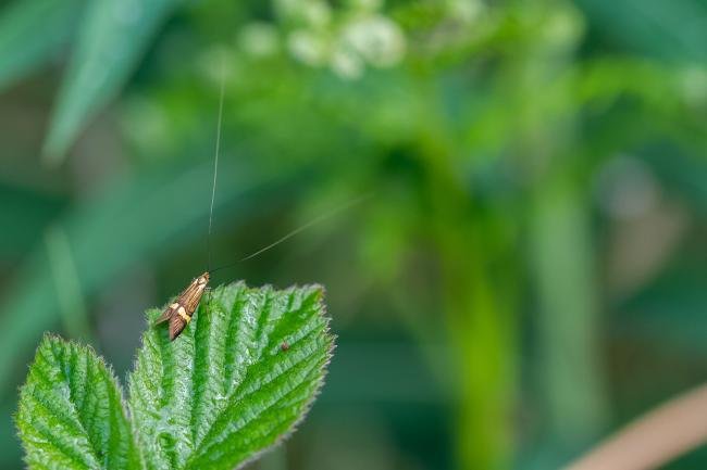 Nemophora degeerella, adult, male. Felledge, 22-05-2025. Copyright Christopher Blakey.