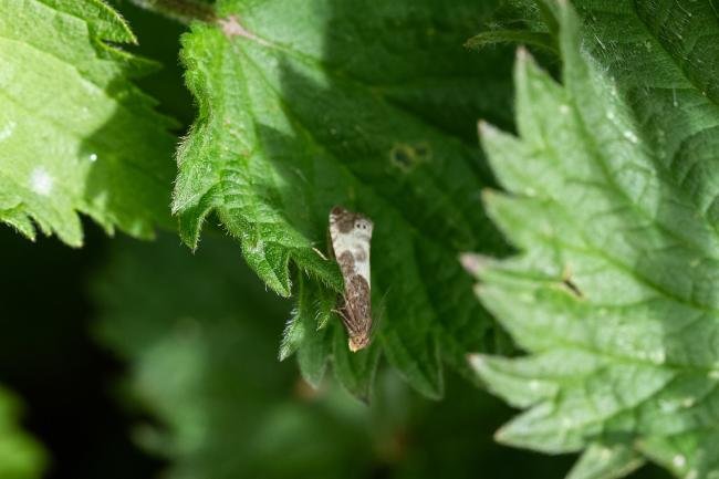 Notocelia cynosbatella, adult. Low Coniscliffe, 30-05-2025. Copyright Christopher Blakey.
