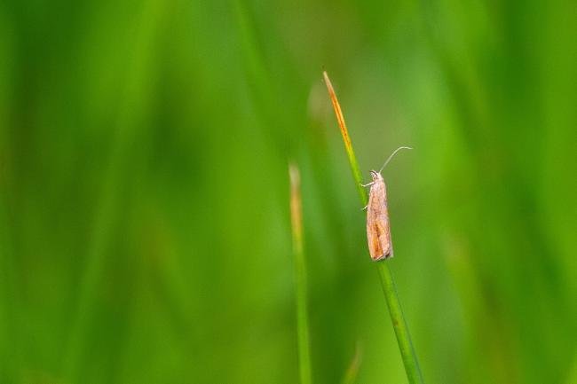 Bactra lancealana, adult. Hisehope Burn, 31-05-2025. Copyright Christopher Blakey.
