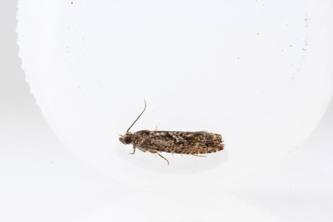 Epinotia immundana, adult. Hardwick Park, 31-05-2025. Copyright Christopher Blakey.