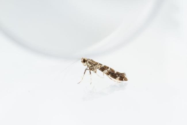 Gracillaria syringella, adult. Hardwick Park, 31-05-2025. Copyright Christopher Blakey.