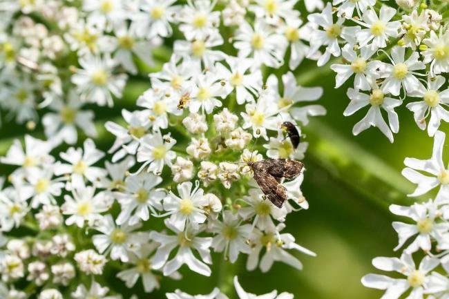 Anthophila fabriciana, adult. Tilery Wood, 06-06-2025. Copyright Christopher Blakey.