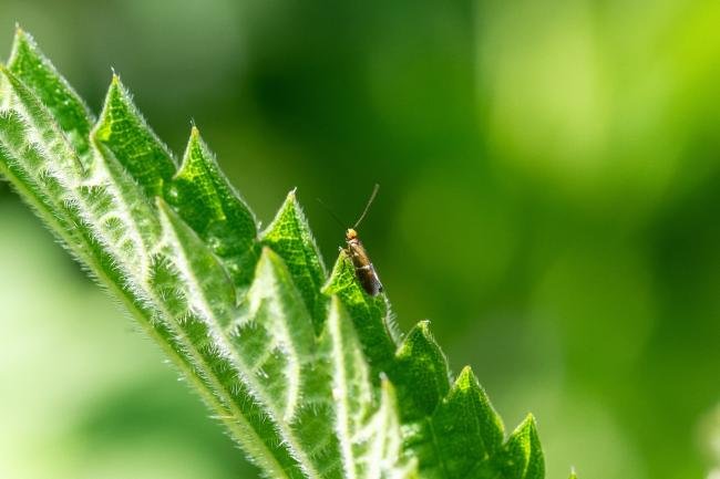 Micropterix aruncella, adult. Tilery Wood, 06-06-2025. Copyright Christopher Blakey.