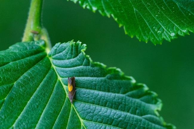 Dichrorampha alpinana, adult. Tilery Wood, 06-06-2025. Copyright Christopher Blakey.