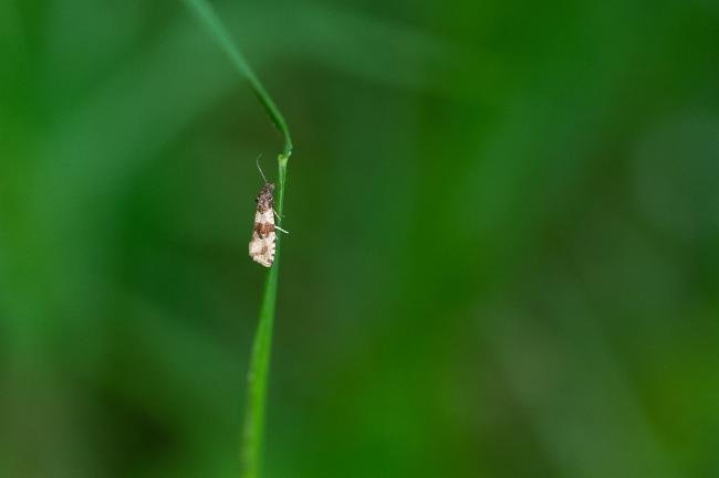 Orthotaenia undulana, adult. Tilery Wood, 06-06-2025. Copyright Christopher Blakey.