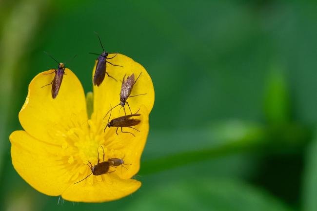 Micropterix calthella, adult. Tilery Wood, 06-06-2025. Copyright Christopher Blakey.
