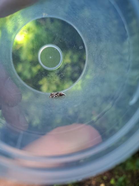 Phtheochroa rugosana, adult. Low Coniscliffe, 06-06-2025. Copyright Christopher Blakey.
