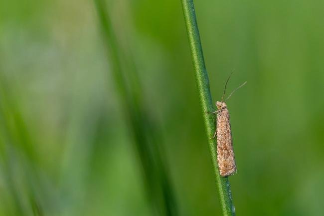 Bactra lancealana, adult. Waldridge Fell, 13-06-2025. Copyright Christopher Blakey. Bactra lancealana, adult. Waldridge Fell, 13-06-2025. Copyright Christopher Blakey.