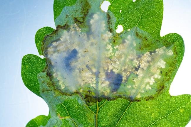 Acrocercops brongniardella, mine. Waldridge Fell, 14-06-2025. Copyright Christopher Blakey. Acrocercops brongniardella, mine. Waldridge Fell, 14-06-2025. Copyright Christopher Blakey.