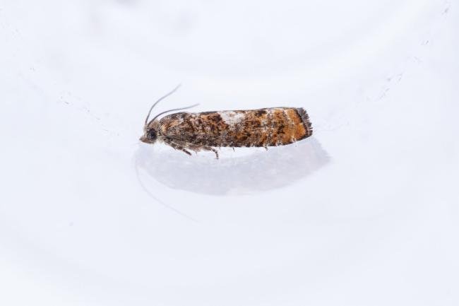 Epinotia rubiginosana, adult. West Moor Plantation, 17-06-2025. Copyright Christopher Blakey. Epinotia rubiginosana, adult. West Moor Plantation, 17-06-2025. Copyright Christopher Blakey.