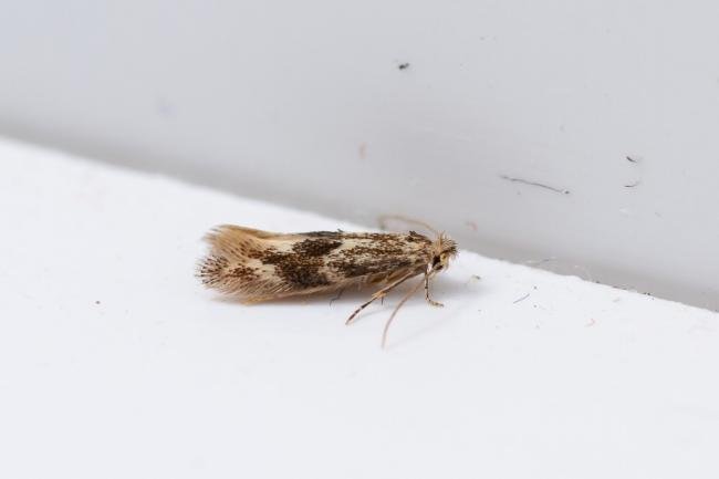 Bucculatrix demaryella, adult. West Moor Plantation, 17-06-2025. Copyright Christopher Blakey.