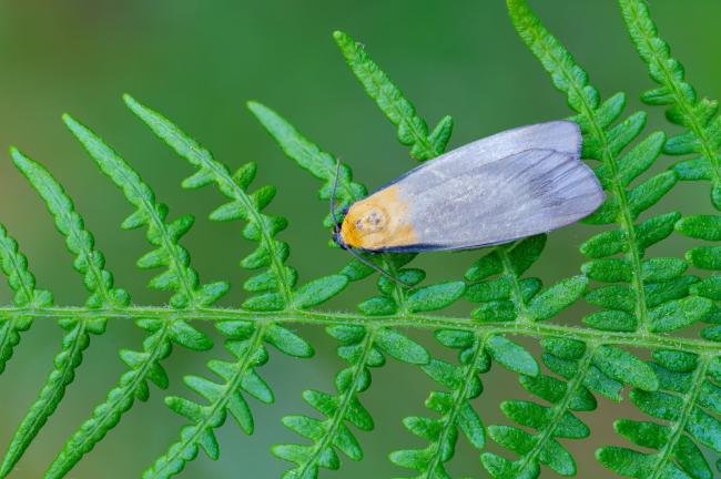 Four-spotted Footman (Lithosia quadra), adult. West Moor Plantation, 19-06-2025. Copyright Christopher Blakey.