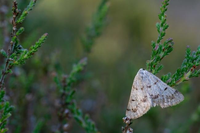 Grey Scalloped Bar (Dyscia fagaria), adult. West Moor Plantation, 19-06-2025. Copyright Christopher Blakey.