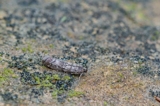 Dioryctria simplicella, adult. West Moor Plantation, 19-06-2025. Copyright Christopher Blakey. Dioryctria simplicella, adult. West Moor Plantation, 19-06-2025. Copyright Christopher Blakey.