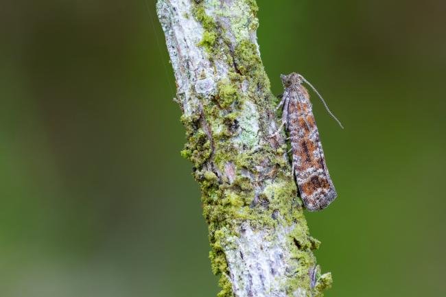 Spotted Shoot Moth (Rhyacionia pinivorana), adult. West Moor Plantation, 19-06-2025. Copyright Christopher Blakey. Spotted Shoot Moth (Rhyacionia pinivorana), adult. West Moor Plantation, 19-06-2025. Copyright Christopher Blakey.