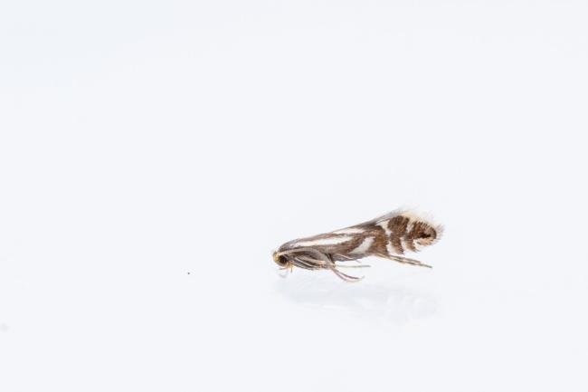 Phyllonorycter rajella, adult. Framwellgate Moor, 01-07-2025. Copyright Christopher Blakey. Phyllonorycter rajella, adult. Framwellgate Moor, 01-07-2025. Copyright Christopher Blakey.