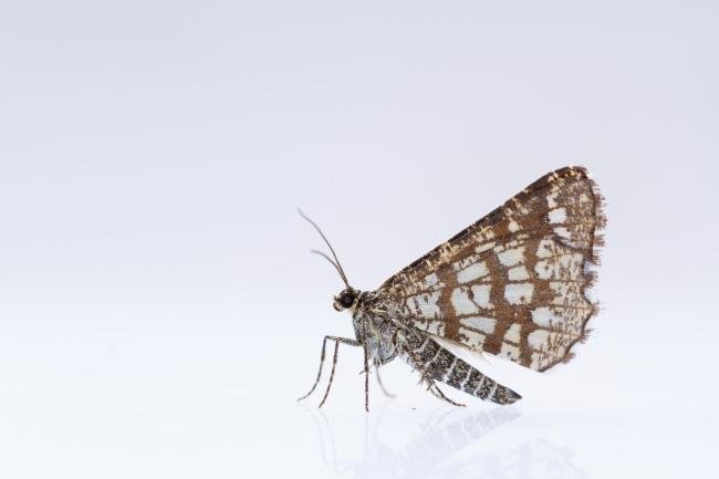 Latticed Heath (Chiasmia clathrata), adult. Castle Eden Dene, 06-07-2025. Copyright Christopher Blakey.