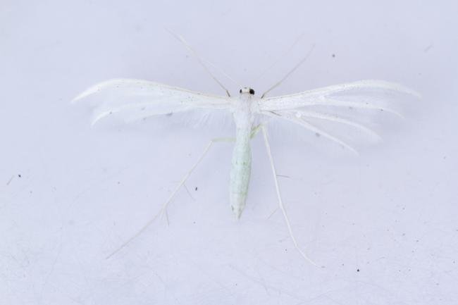 White Plume (Pterophorus pentadactyla), adult. Castle Eden Dene, 06-07-2025. Copyright Christopher Blakey.
