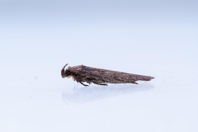 Depressaria badiella, adult. Castle Eden Dene, 07-07-2025. Copyright Christopher Blakey.