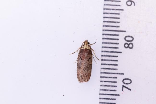 Agonopterix conterminella, adult. Hardwick Park, 09-07-2025. Copyright Christopher Blakey. Agonopterix conterminella, adult. Hardwick Park, 09-07-2025. Copyright Christopher Blakey.