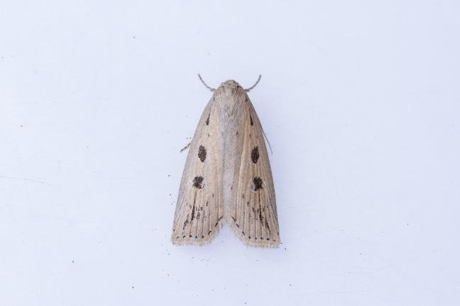 Silky Wainscot (Chilodes maritima), adult. Hardwick Park, 09-07-2025. Copyright Christopher Blakey.
