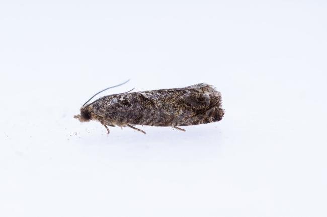 Cydia fagiglandana, adult. Hardwick Park, 09-07-2025. Copyright Christopher Blakey.