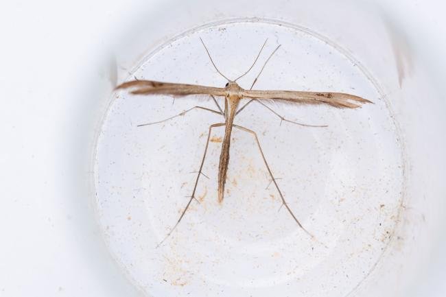 Twin-spot Plume (Stenoptilia bipunctidactyla), adult. Thrislington Nature Reserve, 09-07-2025. Copyright Christopher Blakey. Twin-spot Plume (Stenoptilia bipunctidactyla), adult. Thrislington Nature Reserve, 09-07-2025. Copyright Christopher Blakey.