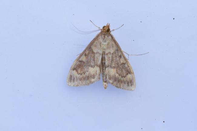 European Corn-borer (Ostrinia nubilalis), adult. Taken outside Durham (Oxfordshire), 14-07-2025. Copyright Christopher Blakey. European Corn-borer (Ostrinia nubilalis), adult. Taken outside Durham (Oxfordshire), 14-07-2025. Copyright Christopher Blakey.