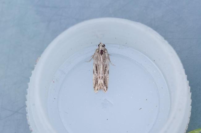 Anarsia innoxiella, adult. Taken outside Durham (Oxfordshire), 17-07-2025. Copyright Christopher Blakey. Anarsia innoxiella, adult. Taken outside Durham (Oxfordshire), 17-07-2025. Copyright Christopher Blakey.