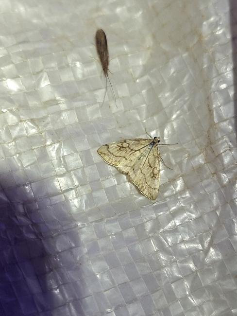 Evergestis pallidata, adult. Black Plantation, 25-07-2025. Copyright Christopher Blakey.