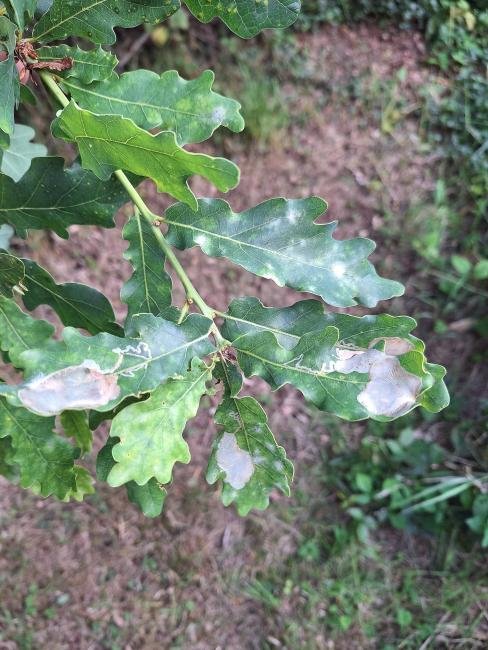 Acrocercops brongniardella, mine. Crossgate Moor, 28-07-2025. Copyright Christopher Blakey. Acrocercops brongniardella, mine. Crossgate Moor, 28-07-2025. Copyright Christopher Blakey.