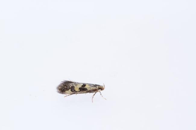 Denisia similella, adult. Comb Bridges, 31-07-2025. Copyright Christopher Blakey.