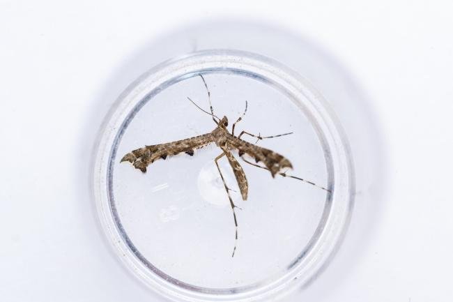 Brindled Plume (Amblyptilia punctidactyla), adult. Comb Bridges, 31-07-2025. Copyright Christopher Blakey. Brindled Plume (Amblyptilia punctidactyla), adult. Comb Bridges, 31-07-2025. Copyright Christopher Blakey.