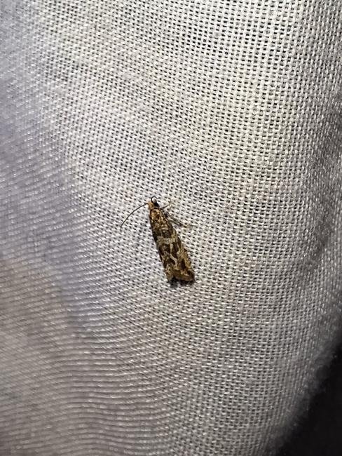 Bactra furfurana, adult. Taken outside Durham (Glamorganshire), 06-08-2025. Copyright Christopher Blakey. Bactra furfurana, adult. Taken outside Durham (Glamorganshire), 06-08-2025. Copyright Christopher Blakey.